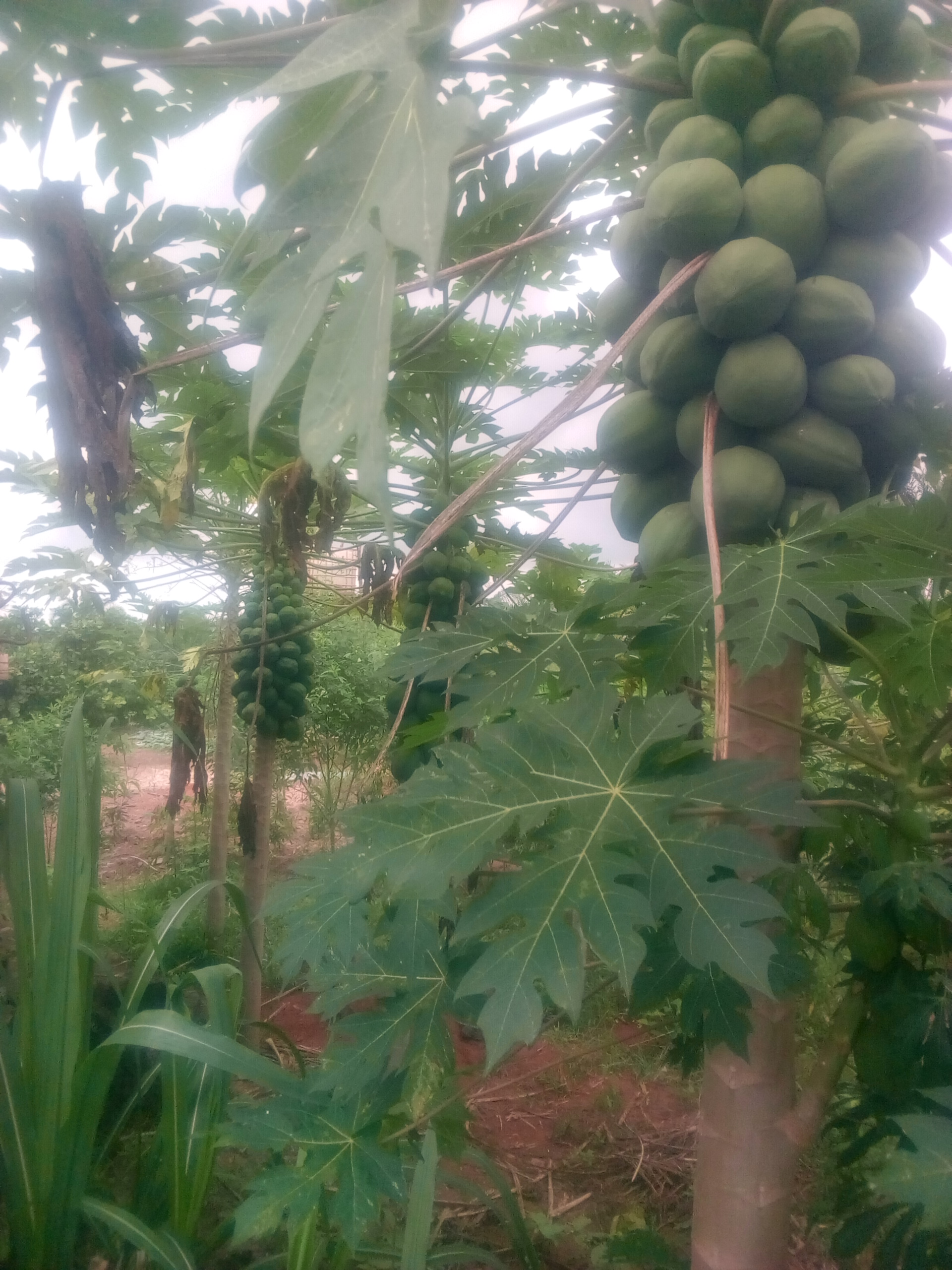 Fruits des Alliances